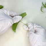簡単！スナップエンドウのごまおかか和え作り方1写真
