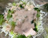 【簡単副菜】千切キャベツの明太マヨソース作り方2写真