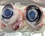 まぐろの目玉の簡単♡ホイル焼き 塩のみ！作り方2写真