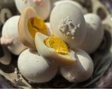 横浜発♡炊飯器で焼いたような塩味の卵作り方6写真
