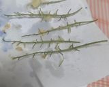 ニセアカシアの花の天ぷら作り方9写真