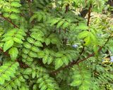 初筍でほっこりおかか煮♪作り方5写真