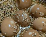 うずらの卵の醤油漬け🥚お弁当等にも❣作り方4写真