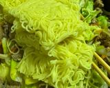 まるちゃん焼きそば 時短レシピ作り方8写真