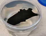 簡単！基本の一番だし500ml作り方1写真