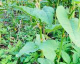 イタドリの下処理　茹でてから皮をむく作り方1写真