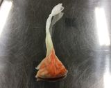 【ポリ袋調理】人参と玉ねぎのマリネ作り方4写真