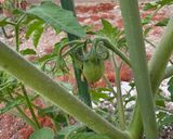 ボルゲーゼ🍅の自家製セミドライトマト作り方17写真