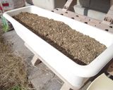 インデアンのアピオスを塩茹作り方6写真