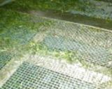 お茶 日本茶 ふかむし茶の製造から試飲作り方2写真