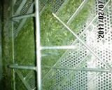お茶 日本茶 ふかむし茶の製造から試飲作り方3写真
