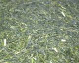 お茶 日本茶 ふかむし茶の製造から試飲作り方14写真