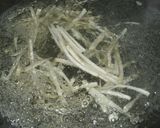 ごぼうとお豆のサラダ☆食物繊維たっぷり☆作り方7写真