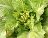 新顔野菜「児菜（あ～さい）」の天ぷら作り方1写真