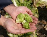新顔野菜「児菜（あ～さい）」のフライ作り方1写真