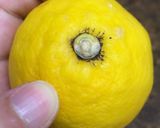 保存版✅レモンが腐るサイン・食べられる見分け方作り方5写真