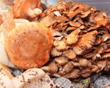 コラーゲンプルンプルンの鶏ごぼう鍋★作り方5写真