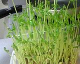 豆苗のオリーブオイル炒め作り方4写真