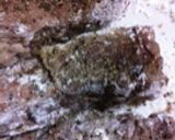 超簡単...5 分..スペアリブBP焼き作り方4写真