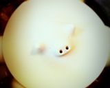 手羽元のサッパリ煮作り方5写真
