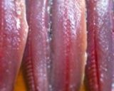 簡単！イワシのごま焼き☆作り方1写真
