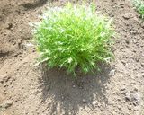 水菜のゴマ和え作り方4写真