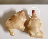 新生姜の甘酢漬け作り方1写真