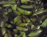 茎わかめのゆかり煮作り方2写真