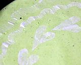 抹茶レアチーズケーキ作り方18写真