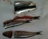 イワシの蒲焼作り方1写真