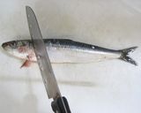 ～鰯の手開き～簡単フライ作り方3写真