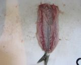 ～鰯の手開き～簡単フライ作り方11写真
