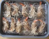 ベトナム風豚ひき肉とエビの春雨揚げ作り方4写真