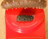 ほしなまこ　姿煮　日の丸仕込み作り方3写真