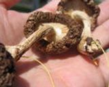中華料理屋さんの中華丼♪作り方18写真