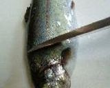 虹鱒味噌焼作り方1写真