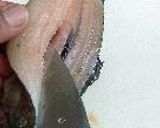 虹鱒味噌焼作り方4写真