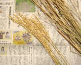 コーヒーの葉を使って炊いたバケツ稲作り方2写真