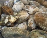 社長めし◆レンジで楽チン！あさりの酒蒸し作り方1写真