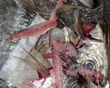 小鯵と玄米フレーク揚げ作り方1写真