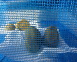 ★簡単★　保存食　☆丸干し芋☆作り方2写真
