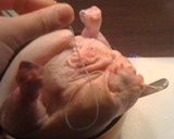 ブルガリア風ローストチキン作り方4写真