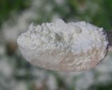 手早く完成　蕪と鶏のクリーム煮作り方12写真