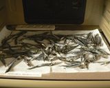 おせちにも・おやつにも・簡単田作り作り方1写真