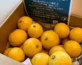 キラキラ！湘南ゴールドのサイダーゼリー作り方1写真