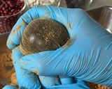 【本格】本わらび粉で本わらびまんじゅう作り方13写真