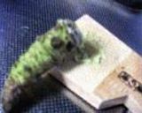鴨南蛮あんかけ作り方6写真