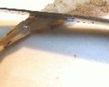 天蕎麦作り方5写真