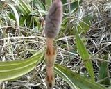 花粉症にきく（？）つくしの甘辛炒め作り方1写真
