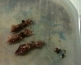 ホタルイカのレモンマリネ作り方1写真